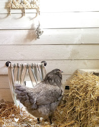 chicken coop secrets clean three cement floor down