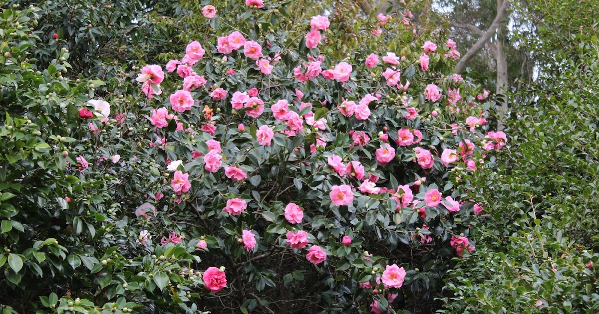 Florez Nursery A Camellia garden