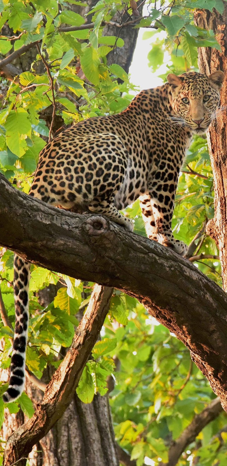 A leopard high up on a tree.