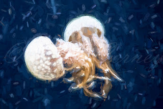 Impasto jellyfish