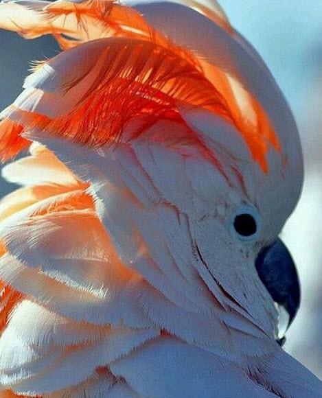 cockatoo