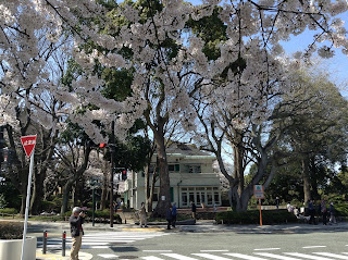 Yamate sakura