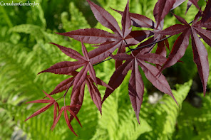 Emperor 1 Japanese Maple