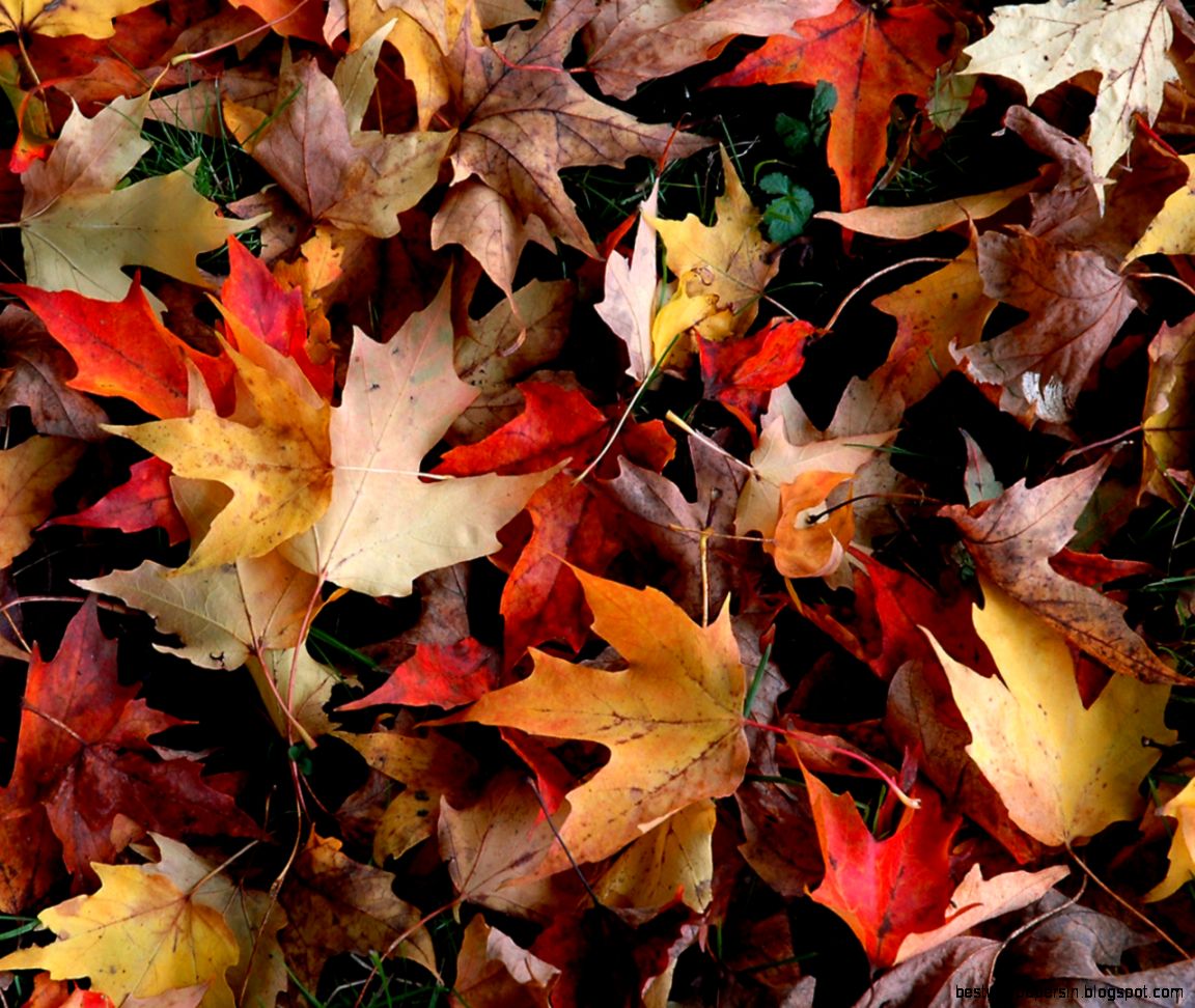 Free Fall Wallpaper Backgrounds   Wallpapers High Definition