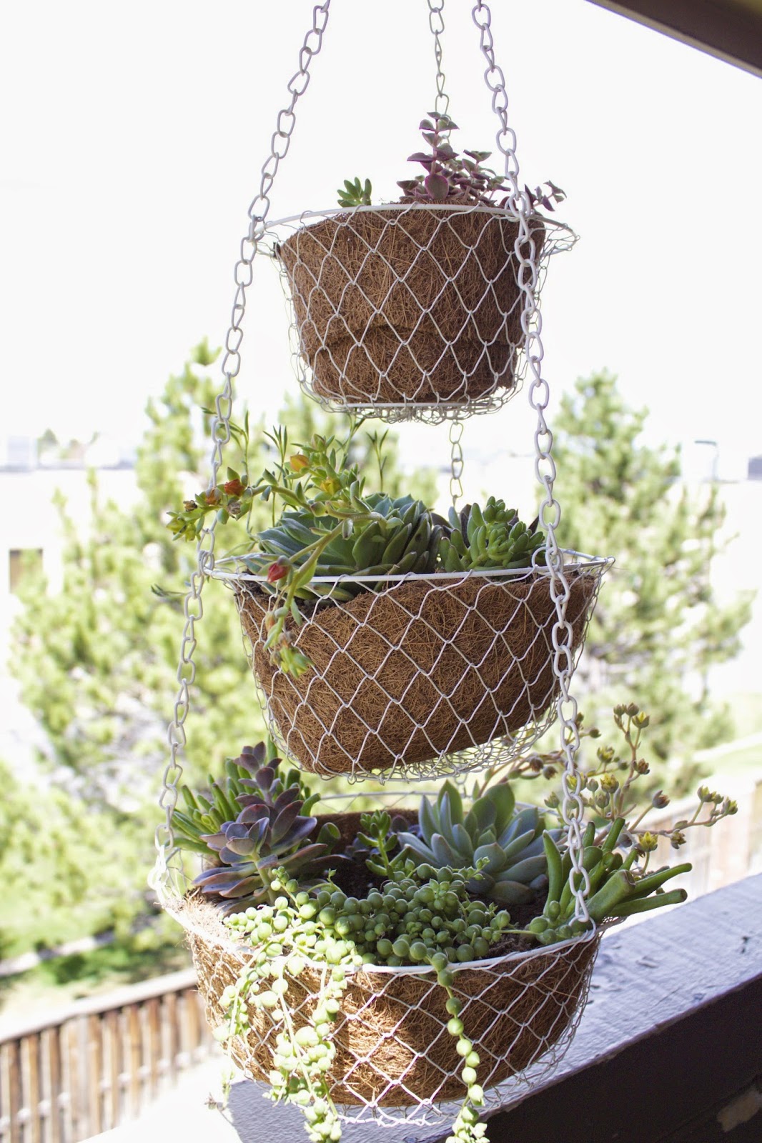 turquoise violets DIY hanging succulent baskets