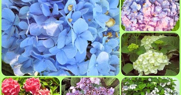 A GUIDE TO NORTHEASTERN GARDENING: Hydrangea in Landscape Design