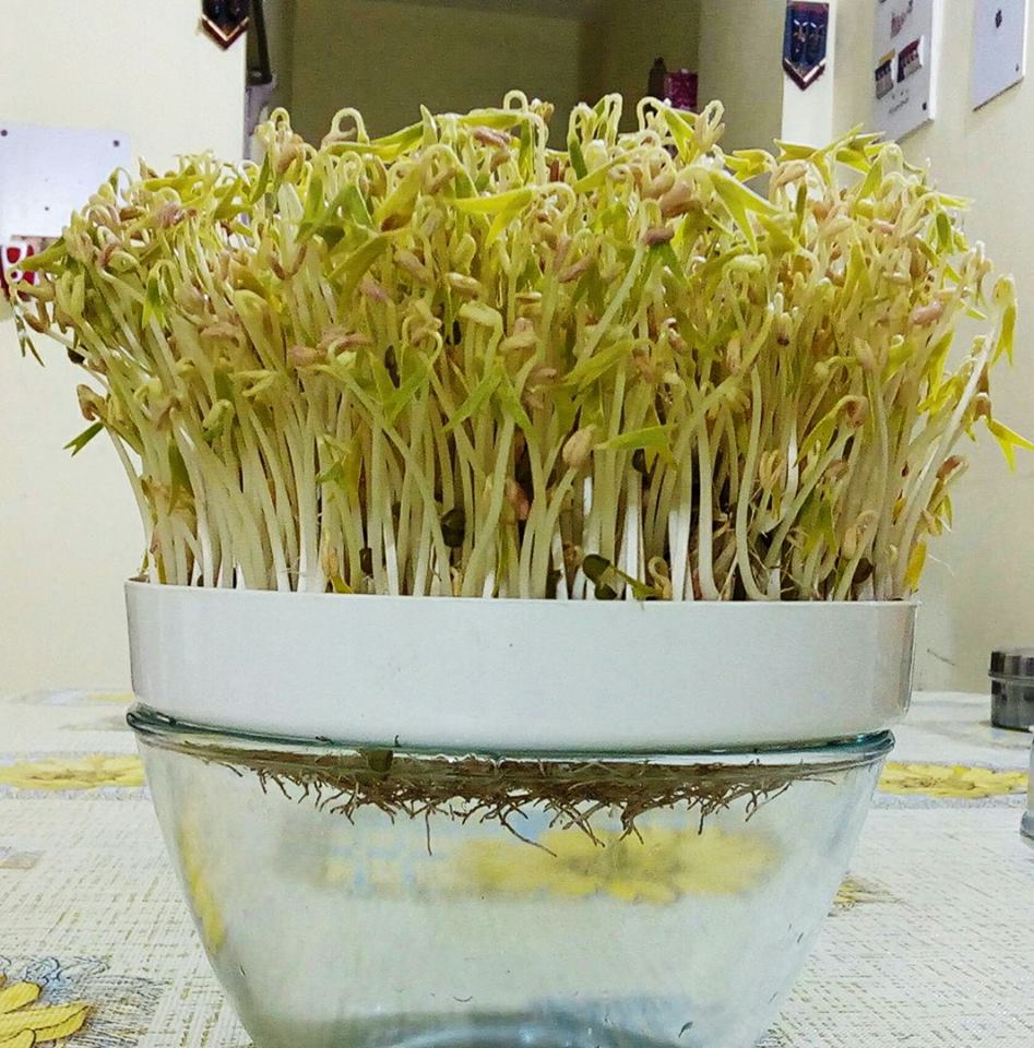 Microgreens From My Kitchen Garden