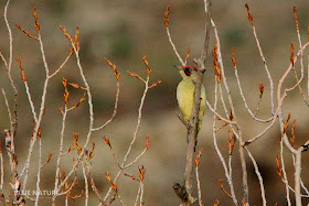 Pito real ibérico - Iberian green woodpecker - Picus viridis. El color rojo de la bigotera indica que este ejemplar es un macho.