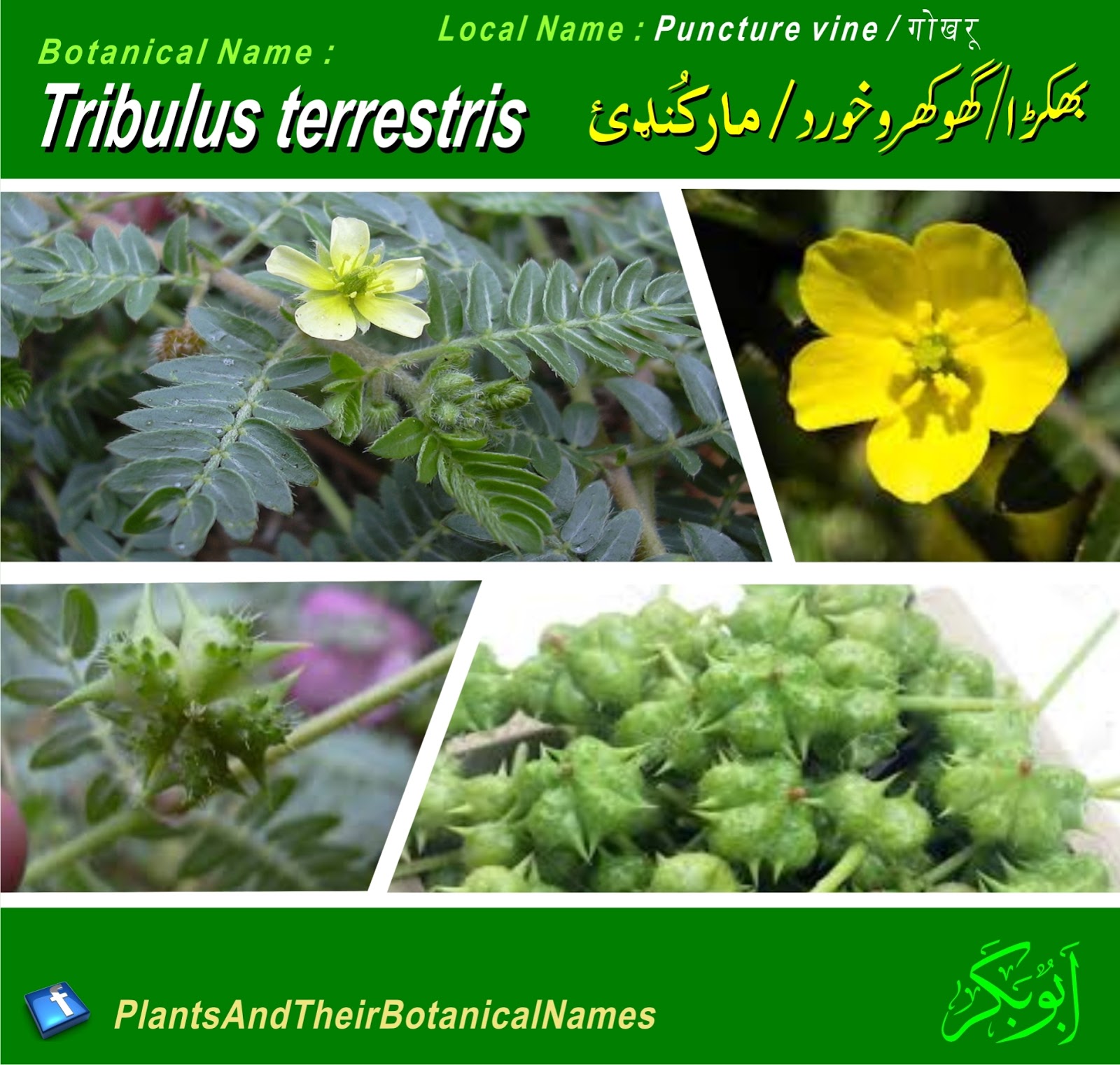 Tribulus terrestris Local Plants and There Botanical Names