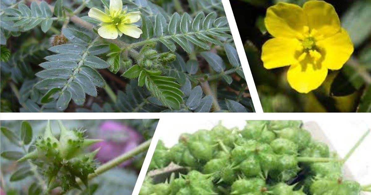 Tribulus terrestris Local Plants and There Botanical Names
