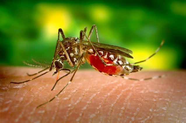 Kenapa Nyamuk incar tubuh