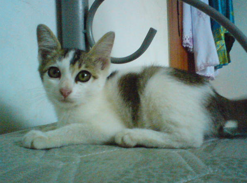 Gambar Kucing Yang Paling Comel / Itu fakta, tak kiralah kucing belaan