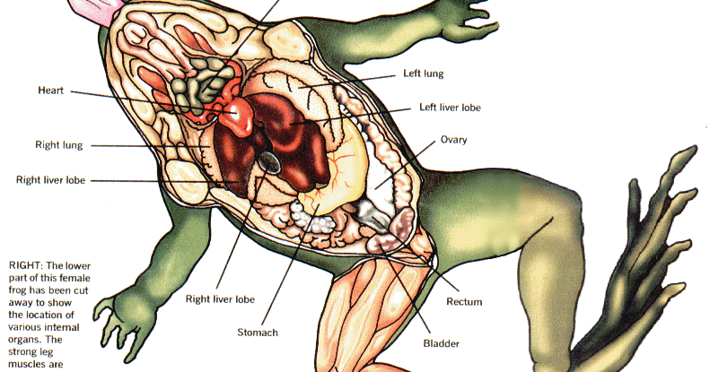 frog parts of body frog parts of body