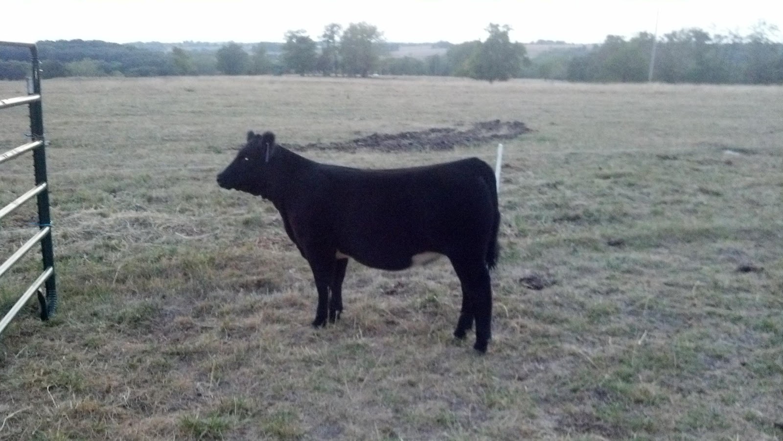 Holtkamp Cattle Co Immortal from Show Cattle.