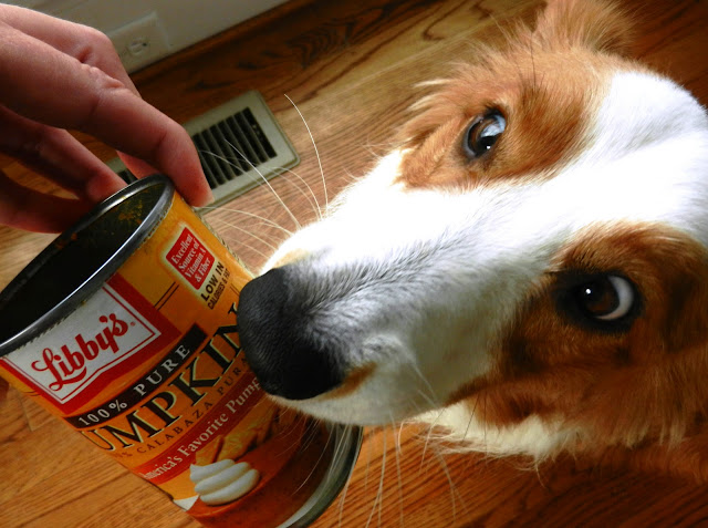 Jon Farleigh dog sniffing a can of pure pumpkin