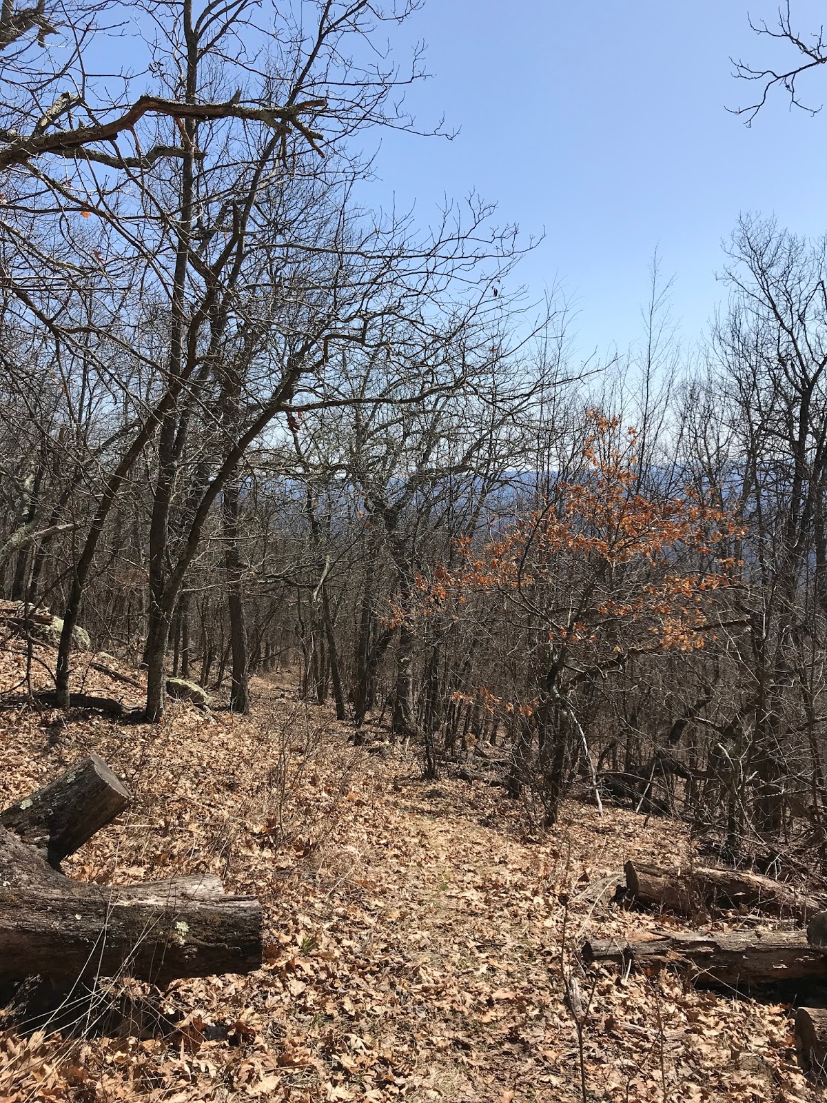Wandering Virginia Piney Mtn Trail, Warm Springs District, GWNF