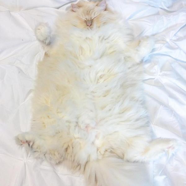 Пушистый кот Пушистый кот