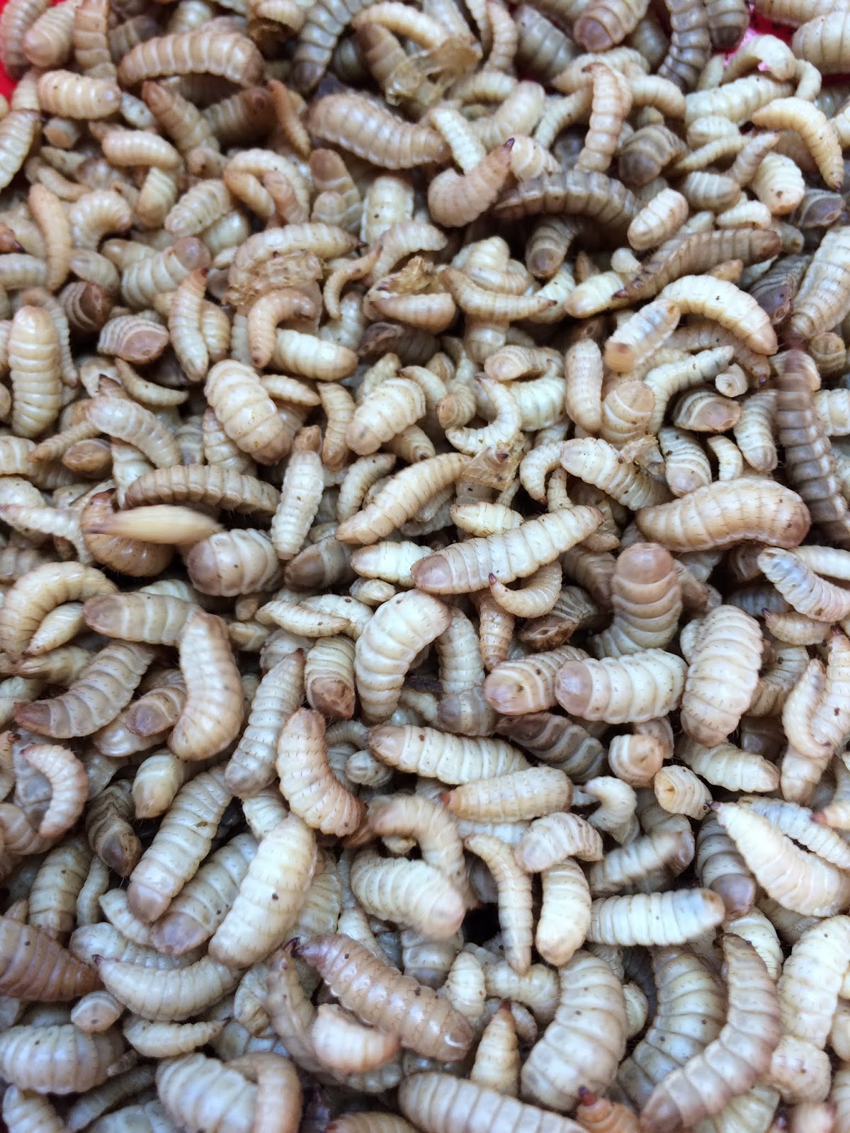 We Love Texas: Grubs