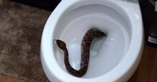 Il découvre un serpent dans la cuvette des WC, mais le pire était à venir... ( Photos )