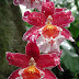 Vuylstekeara Cambria Orchid