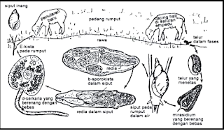 Platyhelmintes (Pengertian, Ciri-Ciri, Klasifikasi, Reproduksi & Peranan)