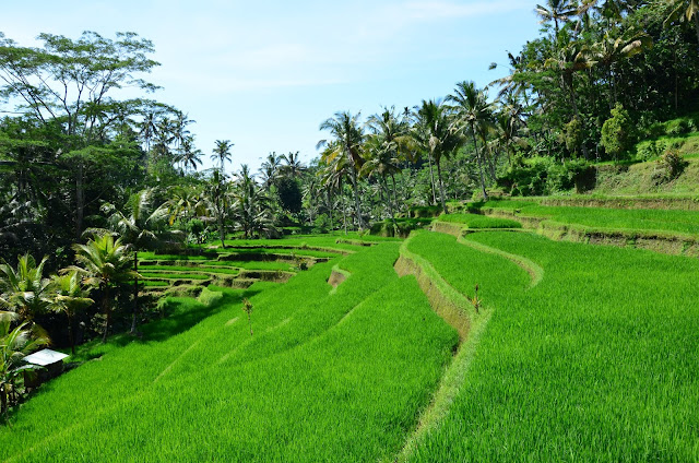 Indonesia - Bali - Ubud