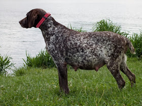 Sometimes Mindless Ramblings River Ridge German Shorthaired Pointers
