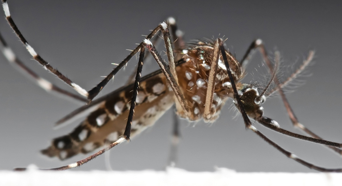 Zanzare geneticamente modificate contro la malaria, effetti devastanti?