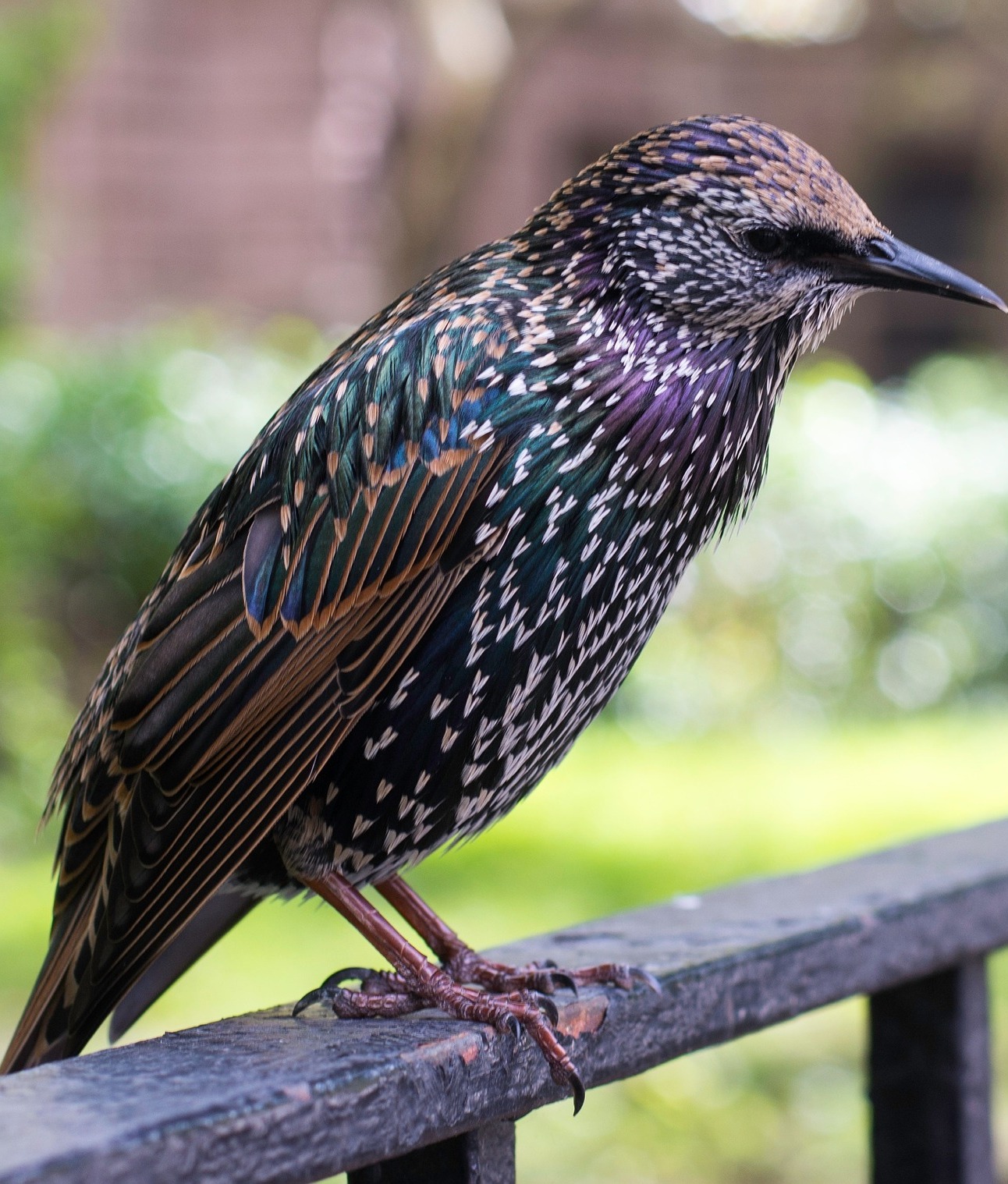 Picture of a European starling.