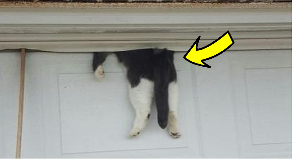عربيتو للمنوعات: قطة نامت على باب الجراج فحدث ما لم تتوقعه