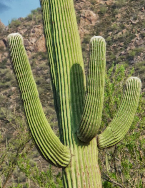 Sagaros Arizona