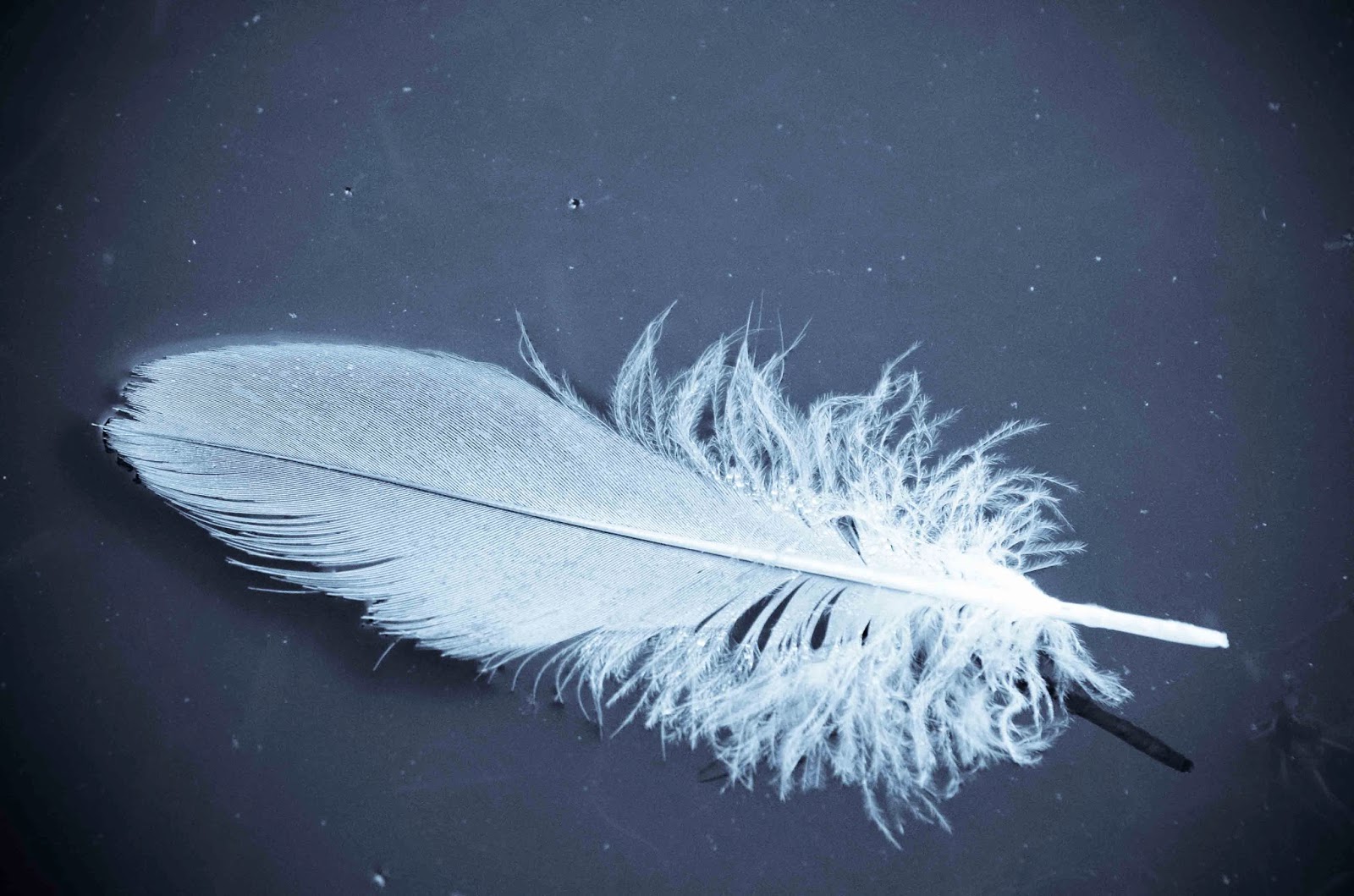 Savoring Servant: Floating feather Savoring Servant: Floating feather