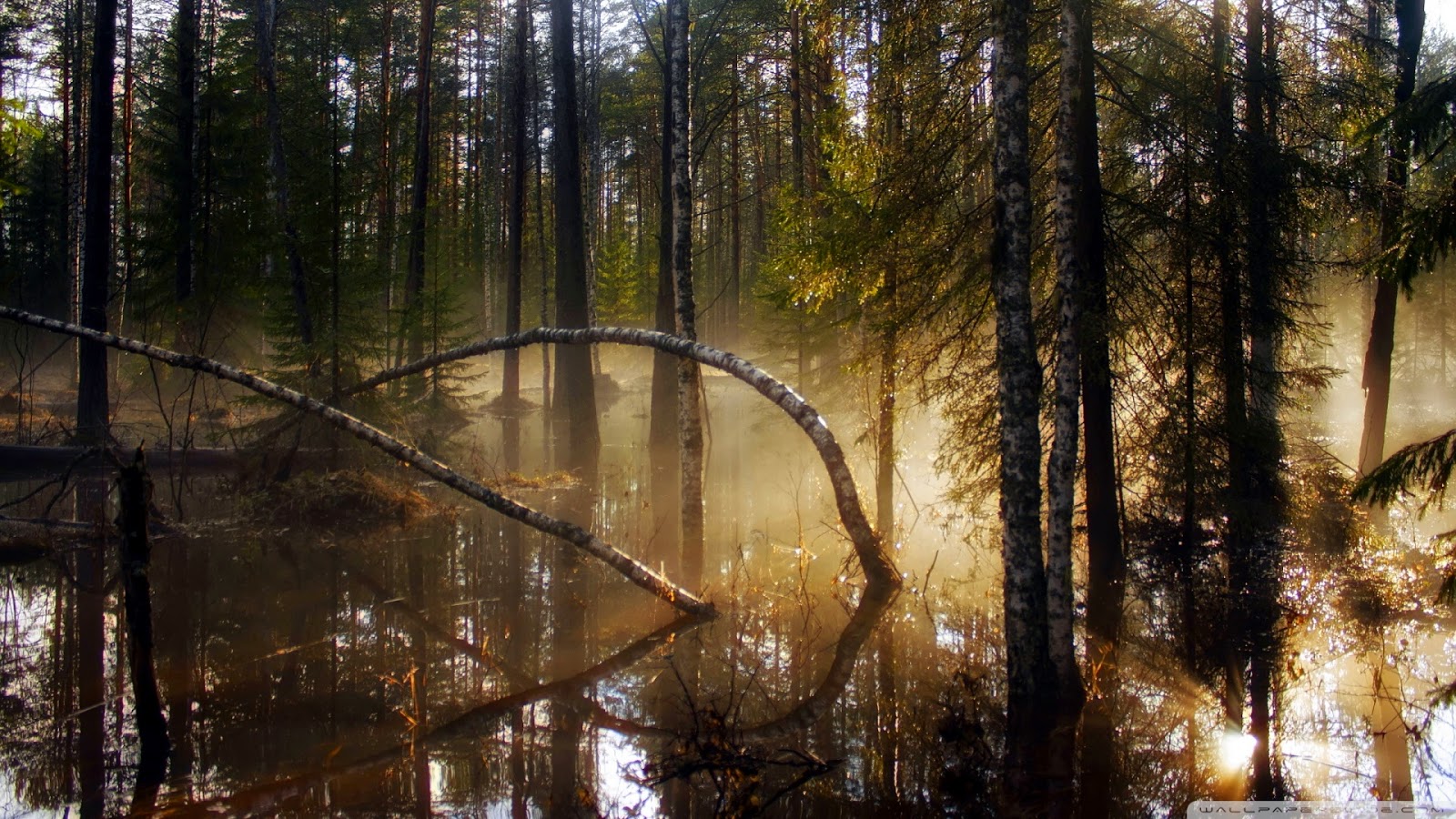 Dark Swamp HD (high definition) Wallpapers 2 Amazing World Gallery