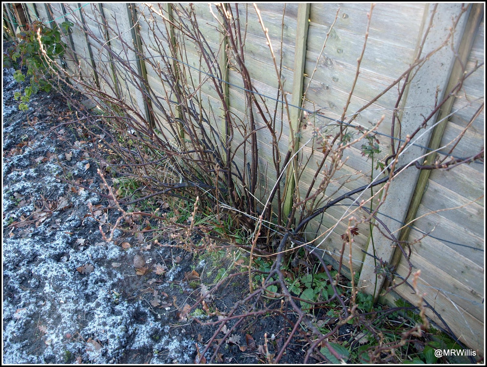 Mark's Veg Plot Pruning currant bushes