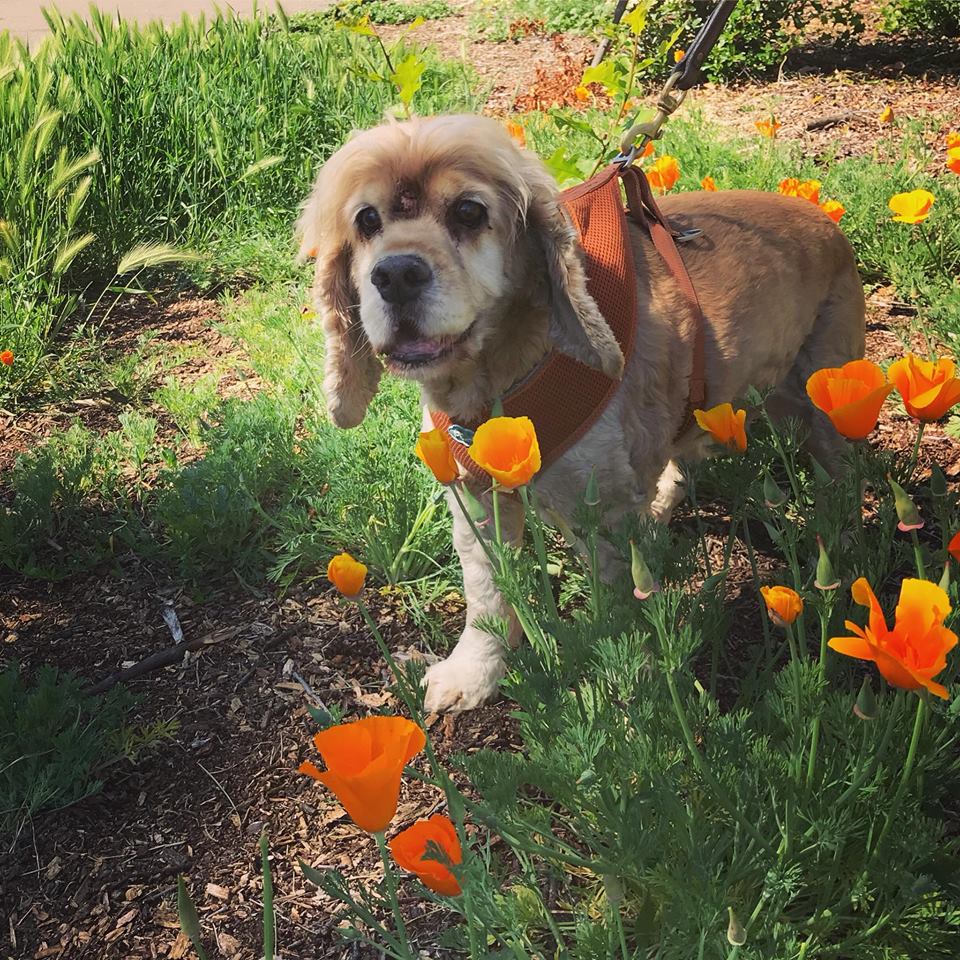 RIP - 15 year old Sunny who loved to stop and smell the flowers