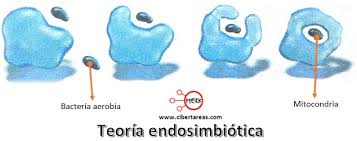 Teoría endosimbiotica