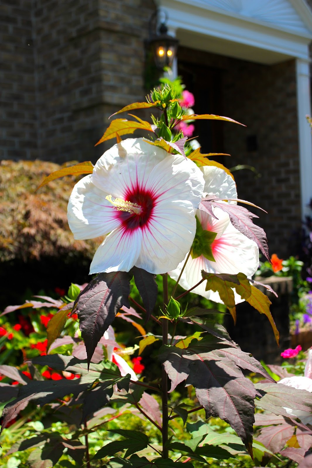 Tropical Gardening in New York City! Kopper King Hibiscus in Full Bloom!