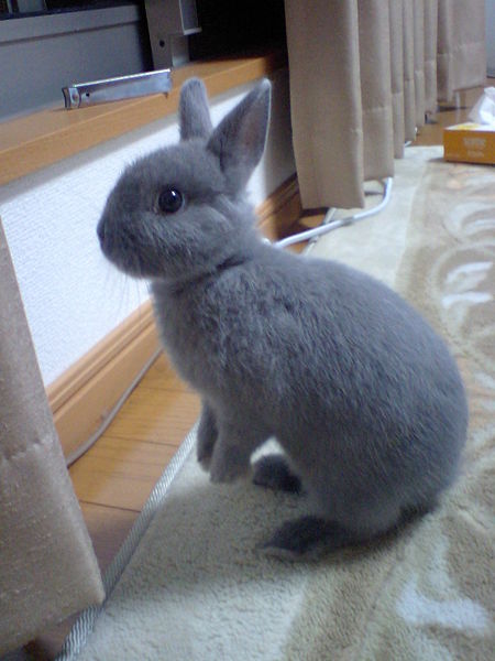 opal netherland dwarf opal netherland dwarf