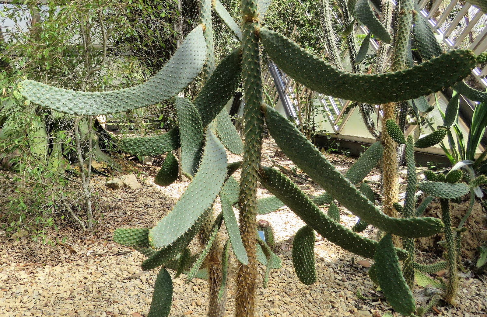 Floppyeared cactus has links to a Sicilian, road kill and detention camp