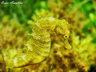 Caballito de mar moteado (Hippocampus guttulatus)