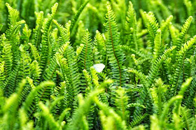 Cordifolia auriculata, ferns