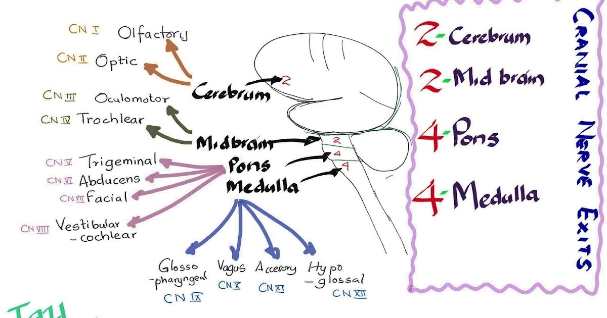 Medicowesome Cranial Nerve Exits Mnemonic (2 2 4 4 ) Medicowesome Cranial Nerve Exits Mnemonic (2 2 4 4 )