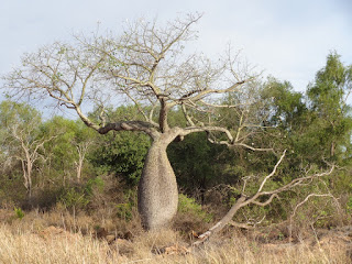 Paraguay-Chaco (arbre ventru)