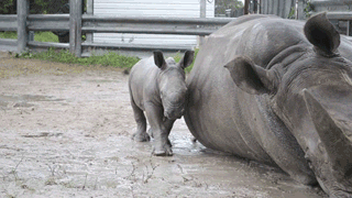 12. Baby Rhino Is Learning