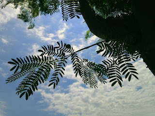 Moringa Oleifera Plant Leaves