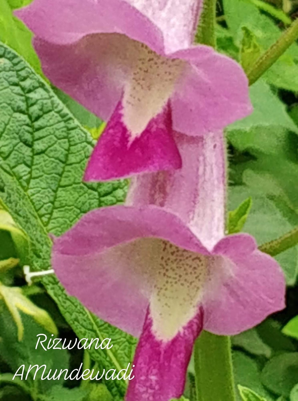 Garden Care Simplified Asarina Erubescens beautiful tubular pink