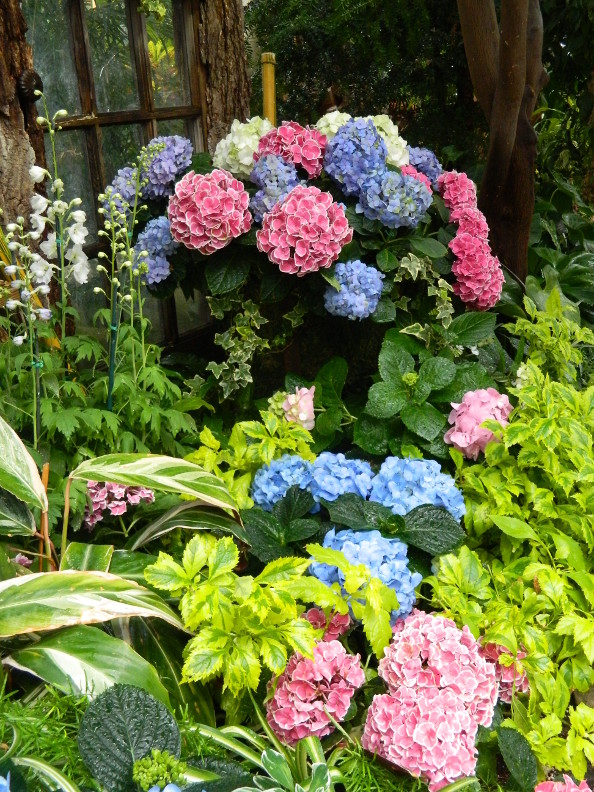 Hydrangea Popular Ornamental Plants The Fancy Flora