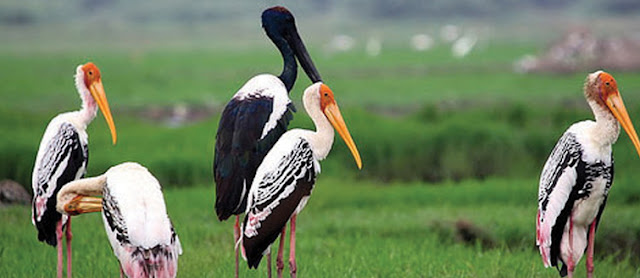 Image result for Kanjirankulam Bird WLS