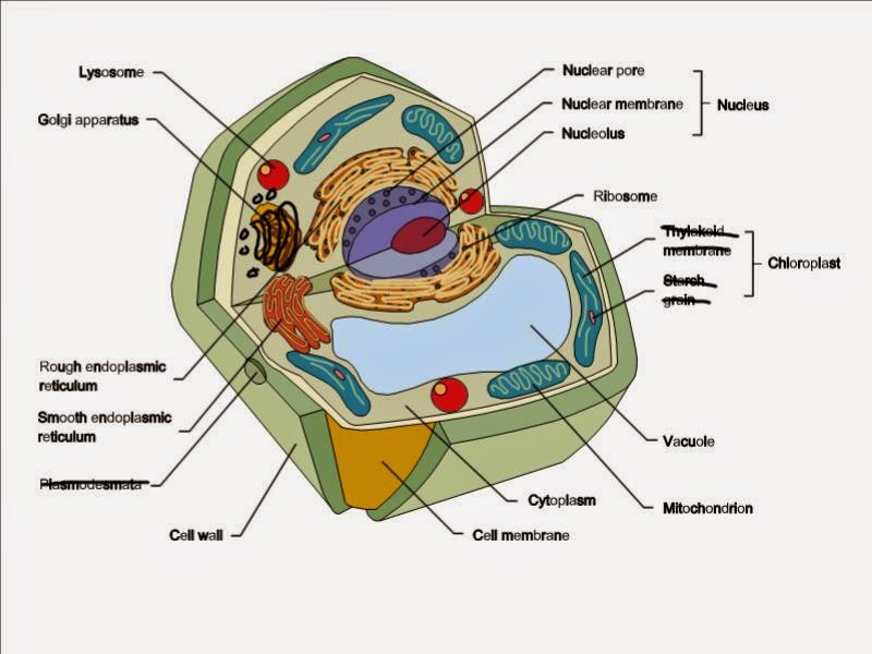 Perfect cell драгонболл. Несовершенный селл драгонболл. Splinters фильм 2018. Books about cellular anatomy. Cell part 2.