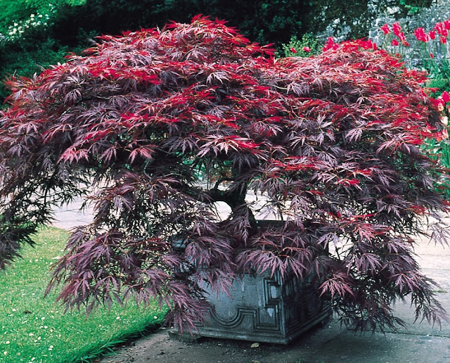 HOW TO GROW JAPANESE MAPLES FROM SEED The Garden of Eaden